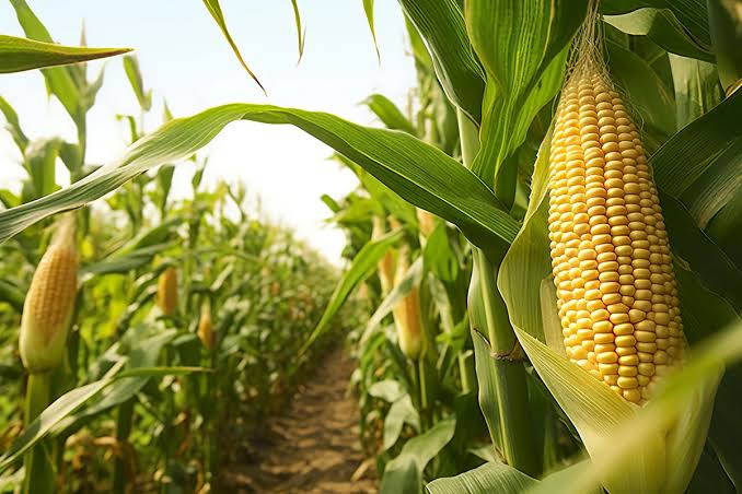 Corn Disease Image
